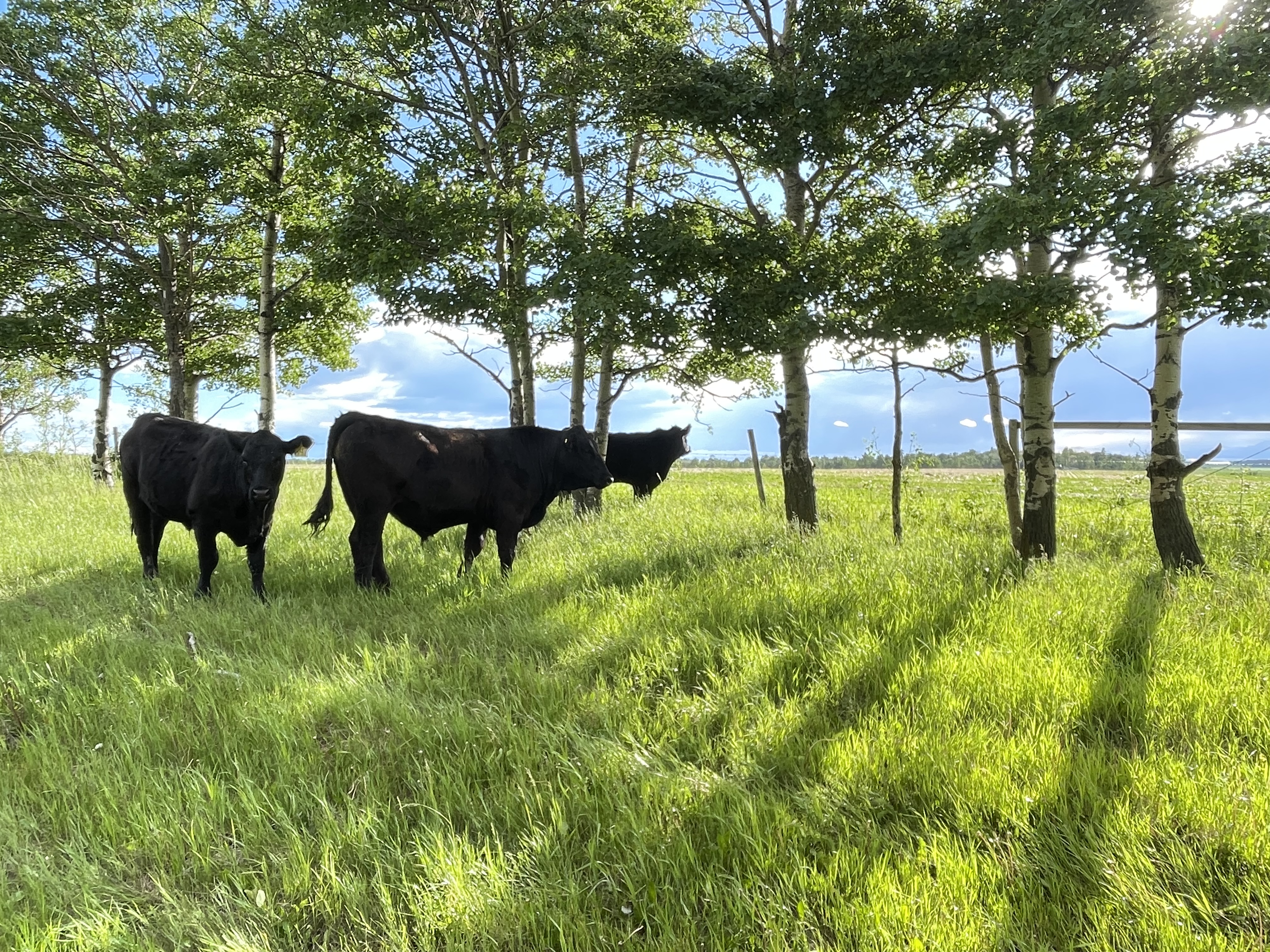 steers frolicking, living their best lives
